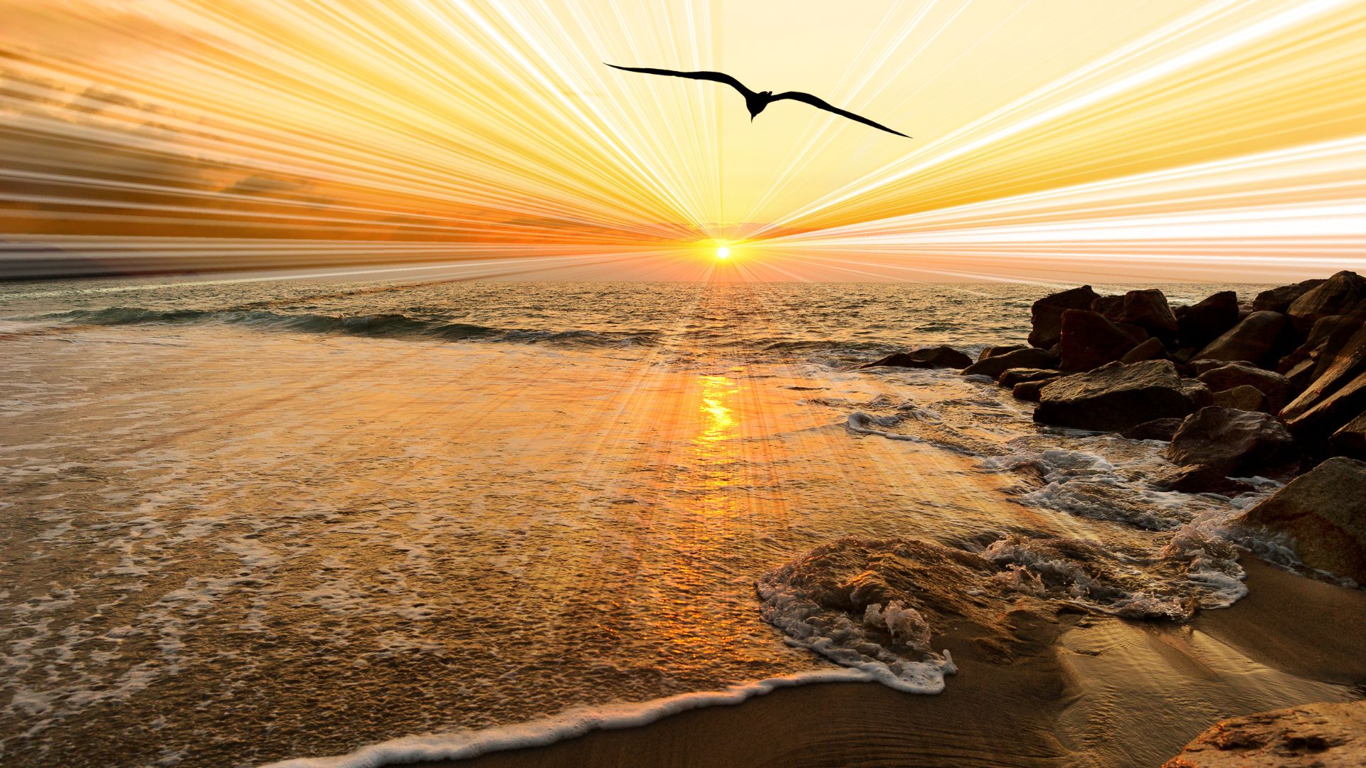 dawn-seagull-1920x1080